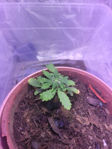 somango — vegetative, day 1