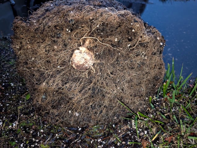 Golden Goat — flower, day 45