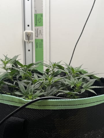 Indoor & Outdoor Grow 6