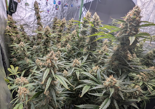 Strawberry Cheesecake Seedsman Seeds Autoflowers x2 — flower, day 90
