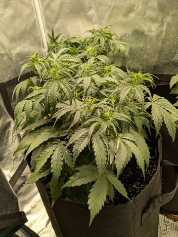 first grow — flower, day 24