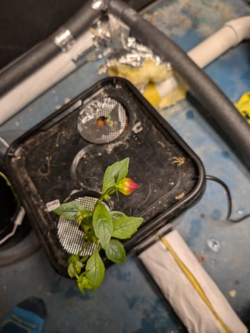 See what grows — vegetative, day 84