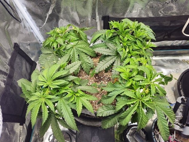 Crushberry Sugar — vegetative, day 33