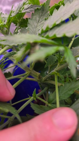 Fastbuds Autoflower Run — vegetative, day 26