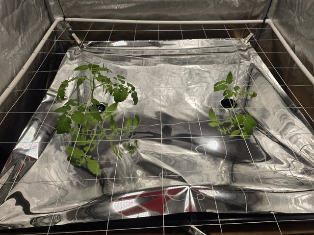 Hydro Roma Tomatoes  — seedling_rooting, day 19