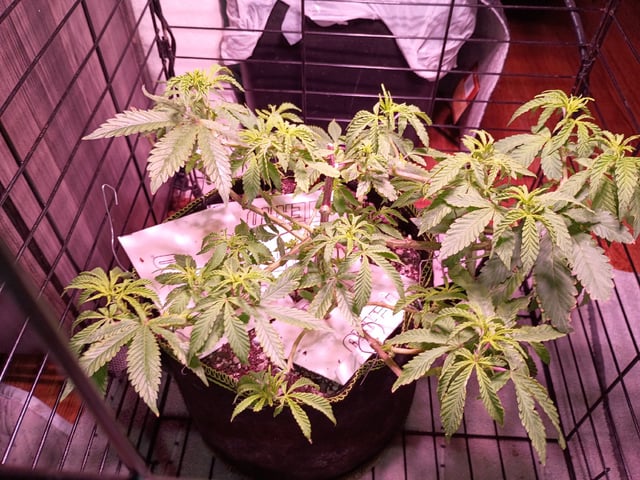 FKAFL — vegetative, day 45