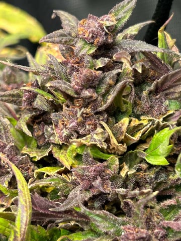 Vanna's Vanilla — auto, day 82