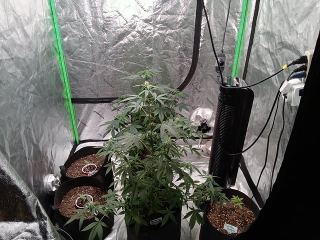 Blackberry Moonrocks Auto & Purple Tropicana Cookies Auto — flower, day 32