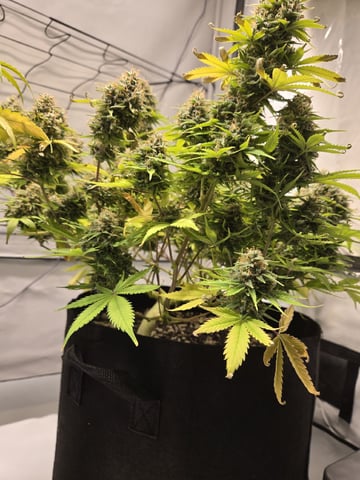 Purple Skunk 3 x 5  — flower, day 92