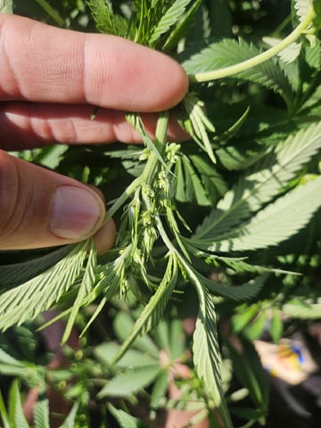 Sour Headies/OGBX1