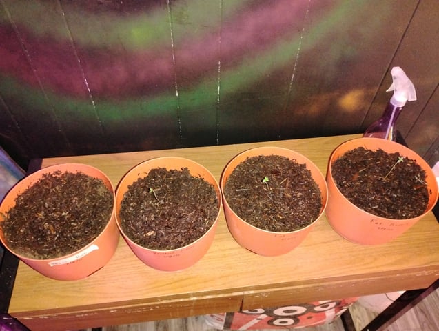 My First Grow — seedling_rooting, day 2