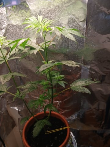 triangle kush  — vegetative, day 1