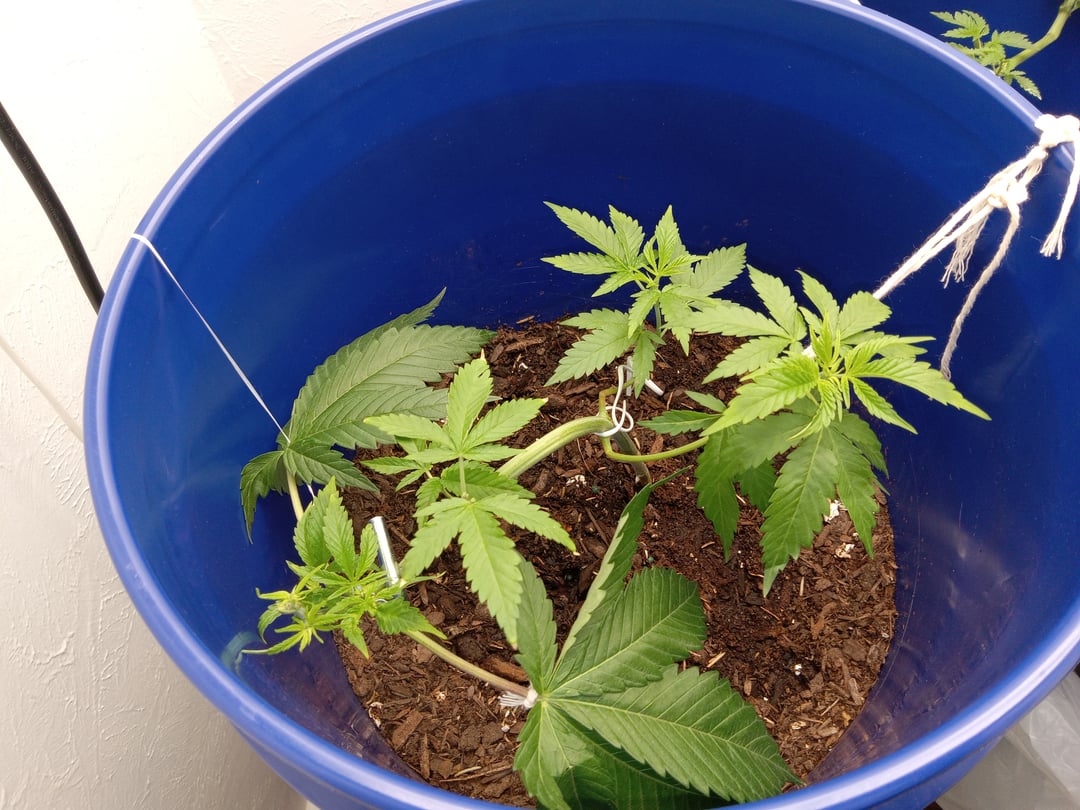 closet grow for veg with a.c infinity air intake fan .With no carbon filter just suction,and spider farmer sf 7000.Then a spider farmer sf tent 4×4×6.5with a G1500 l.e.d from spiderfarmer and spider farmer 6inch clip oscalating fan.