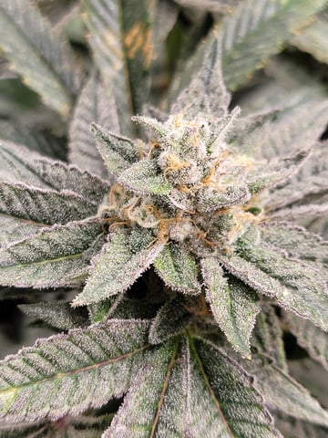 #3 — flower, day 72