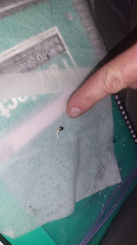 First attempt at planting some seeds — germination, day 3