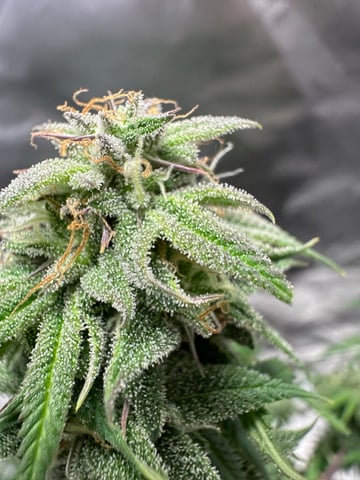 first grow — flower, day 119