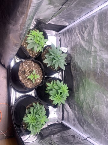 Trunked — vegetative, day 19