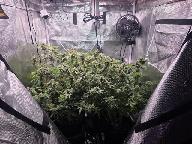 Blue Dream Feminized  — flower, day 142