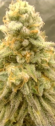 Skunk #1 โ flower, day 135