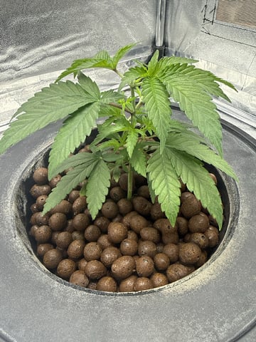 FIRST GROW EVER LETS GO!!! — seedling_rooting, day 44