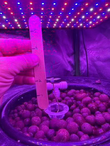 XJ-13 Plant 5 — grow_setup, day 1
