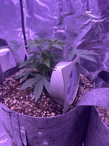 cookie casket — vegetative, day 1