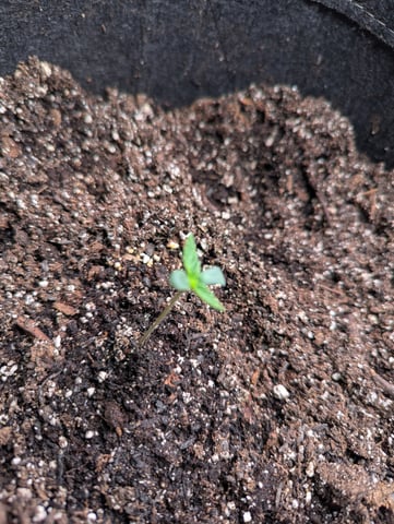 Boogie Brew + Bloom — seedling_rooting, day 37