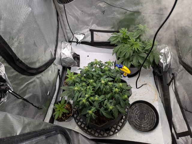 Grow Tent Starts — vegetative, day 61