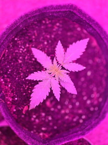 First Grow — vegetative, day 15