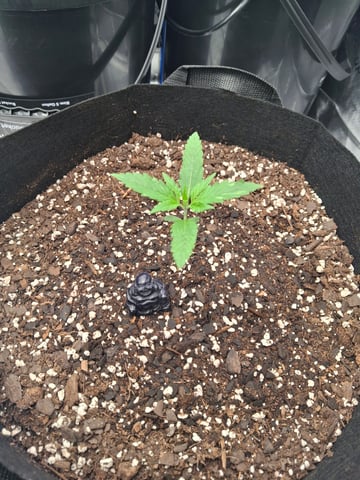 Do Si Dos -Cookies — seedling_rooting, day 12