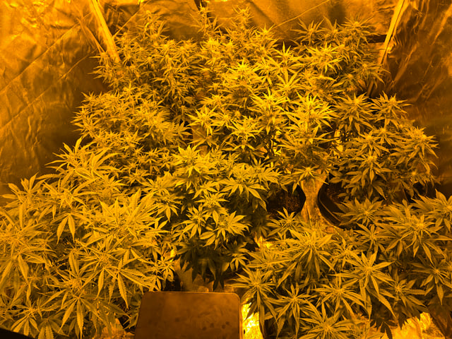 2nd Autoflower Indoor Grow — flower, day 53