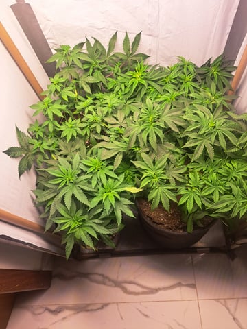 Yeti's Perpetual — vegetative, day 58