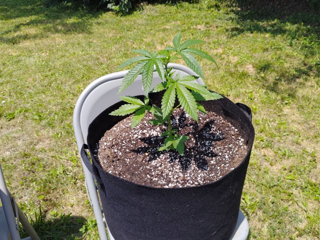 Outdoor Grow 1 — vegetative, day 5
