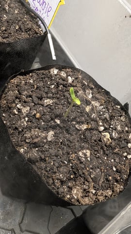 Double Smile And (Alien Vs Triangle X Strawberry Nuggets) — seedling_rooting, day 2