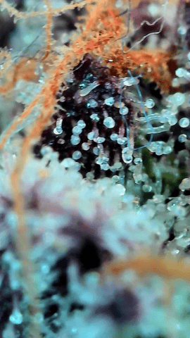 Looking for advice! — flower, day 107