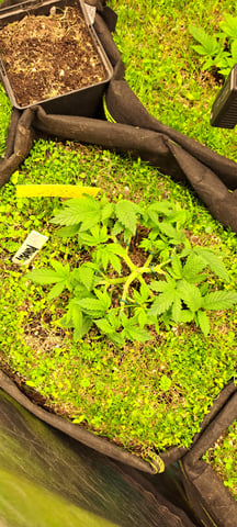 First Grow with the new setup  — vegetative, day 39