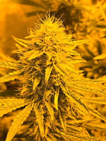 2nd Autoflower Indoor Grow — flower, day 67