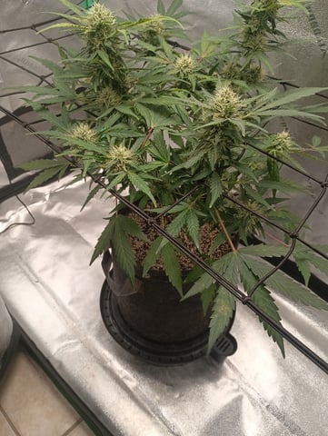 Otto tent  — flower, day 22