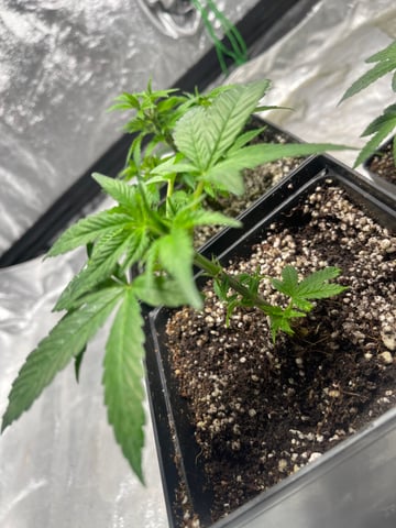 Clones GodFather OG Clones — vegetative, day 12