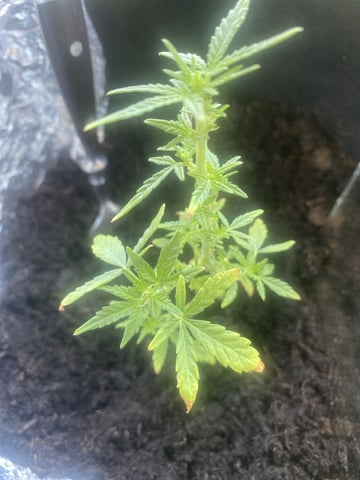 Smokey’s  — vegetative, day 2