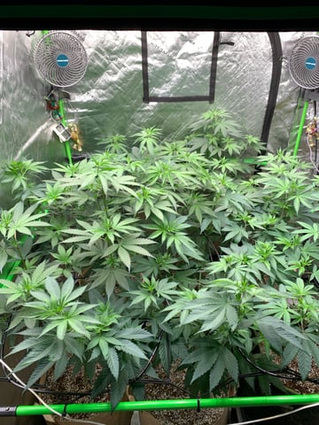 Papaya Frosting  — flower, day 68