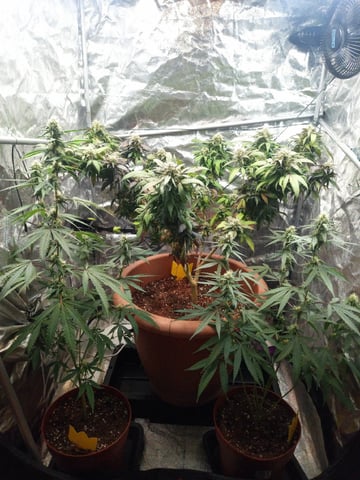 ( Guava Dawg × Sour Tangie ) F2