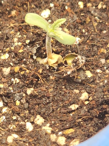 HE1E we GROW  — germination, day 26