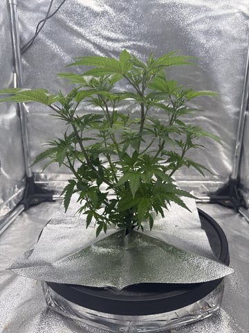 FIRST GROW EVER LETS GO!!! — vegetative, day 61