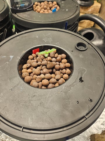 dwc 10/2025 — vegetative, day 8