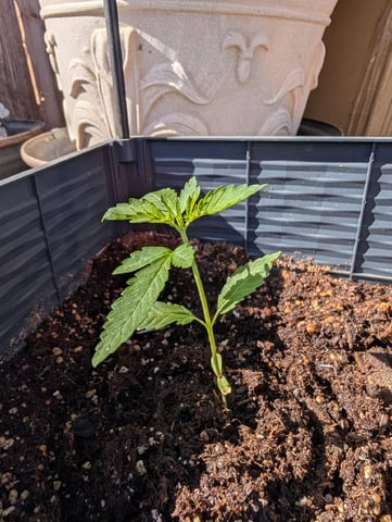 Galicane Fem — vegetative, day 22