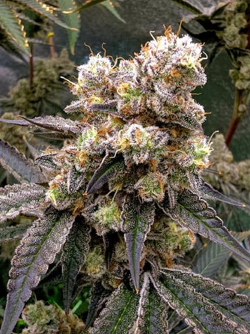 Hydroponic Photos — flower, day 78