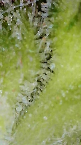 First ever grow — flower, day 88