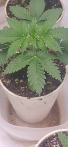 Tester Strain #1  — vegetative, day 27