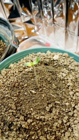 Jack hearer/Jack the ripper? — seedling_rooting, day 5